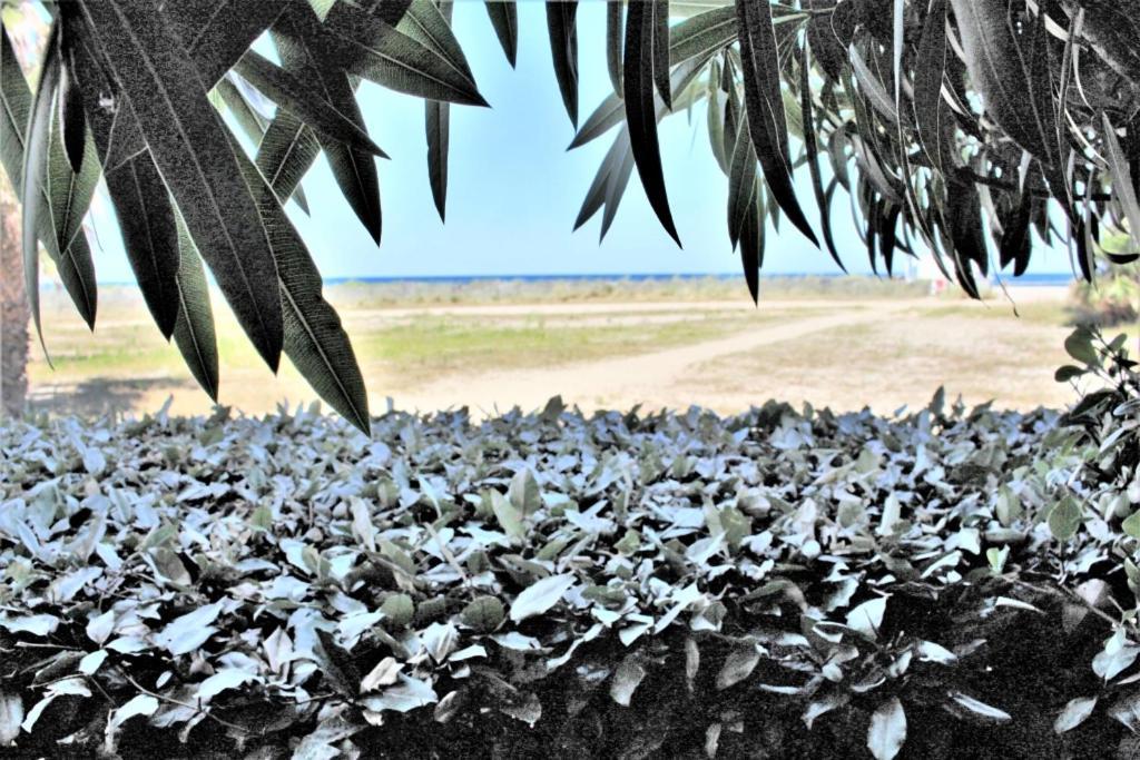 Mer Er Plage 403 Saint-Cyprien  Ngoại thất bức ảnh